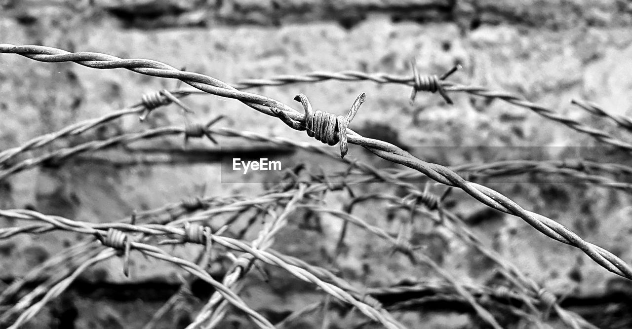 CLOSE-UP OF DEAD PLANT