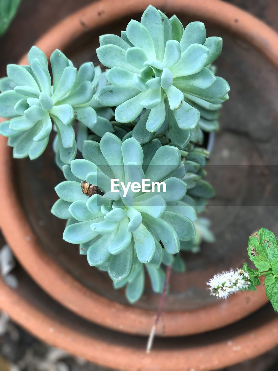 HIGH ANGLE VIEW OF POTTED PLANT OUTDOORS