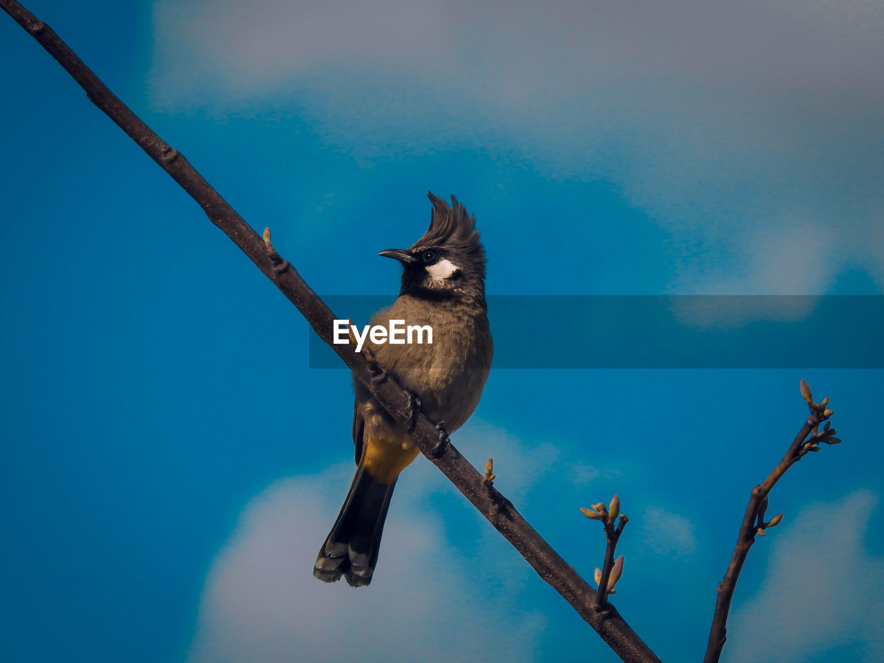 Low angle view of bird perching on branch against sky