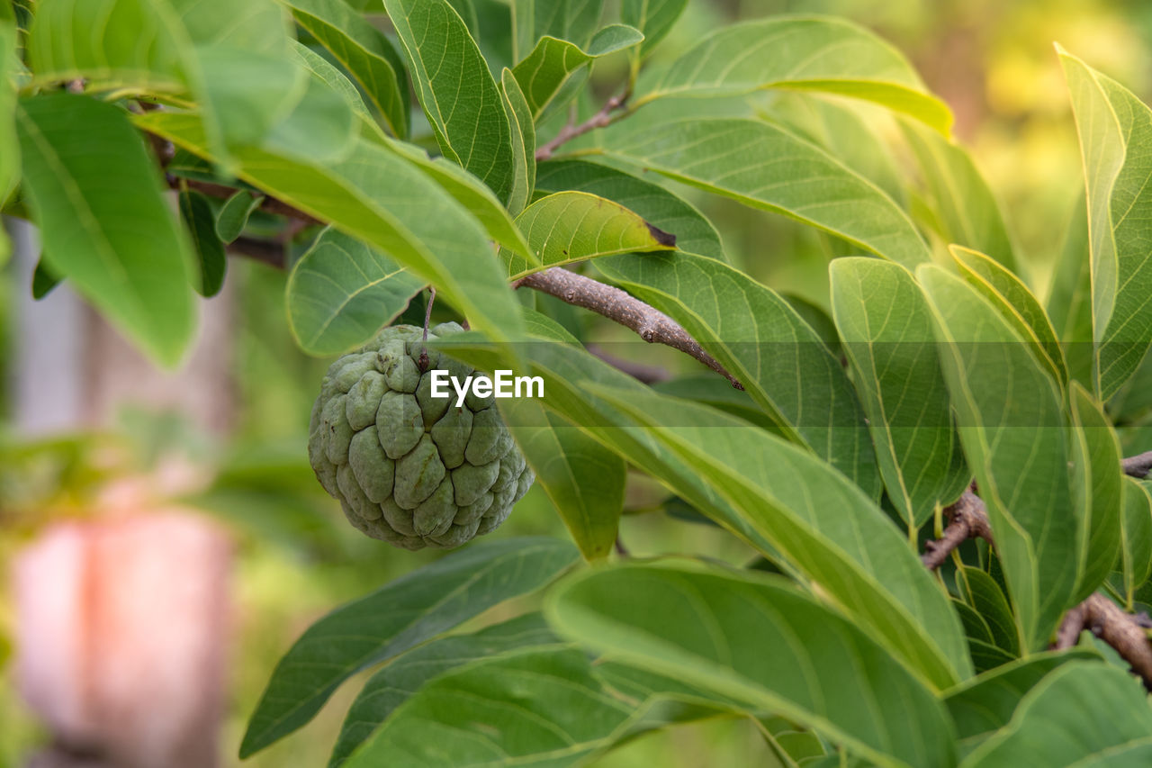 Close-up of fresh green plant