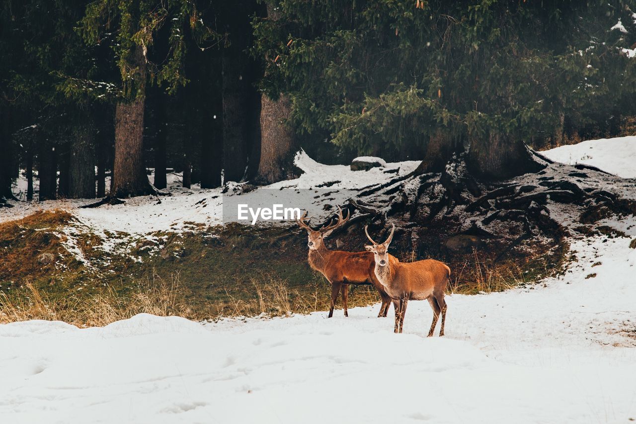 Deer standing on snow covered field in forest