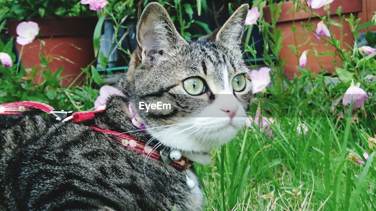 Close-up of cat in back yard