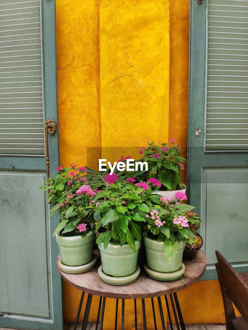 Potted plants on stool against wall