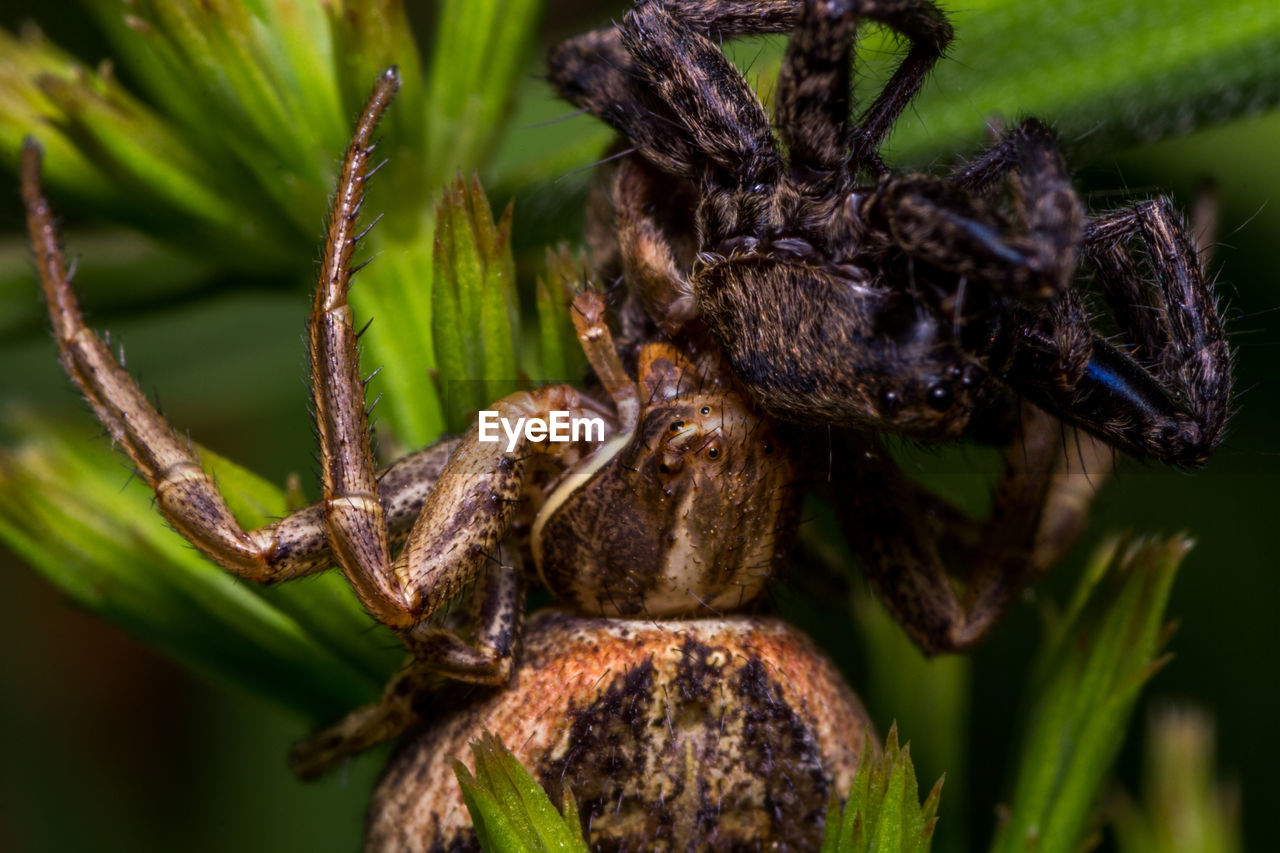 Close-up of spiders on plant