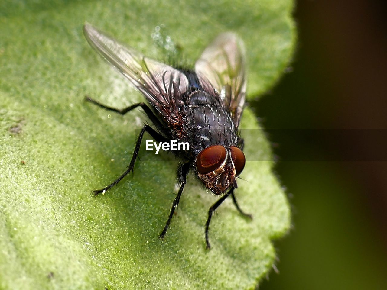 Close-up of fly on leaf