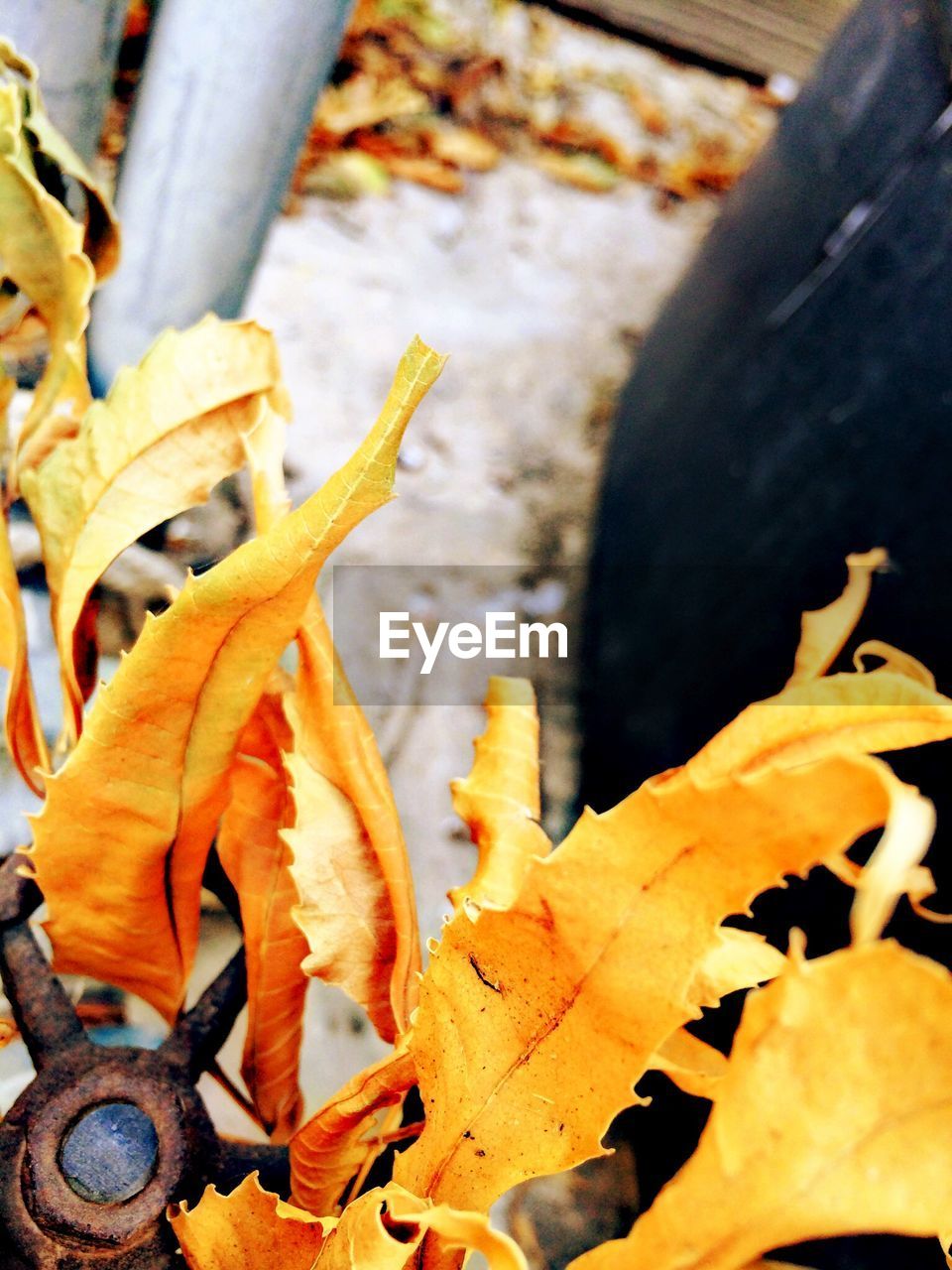 High angle view of dry orange leaves on rusty fountain