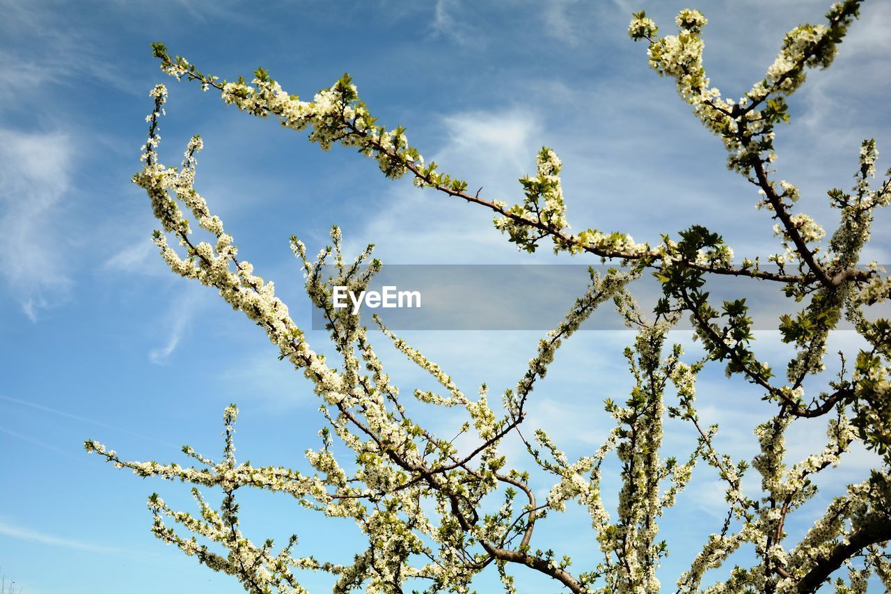 Low angle view of flowering plant against blue sky