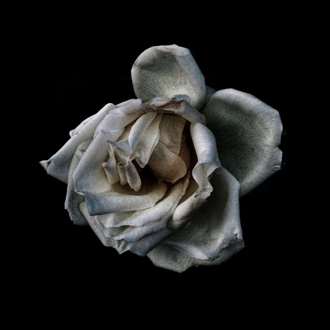 Close-up of white rose at night