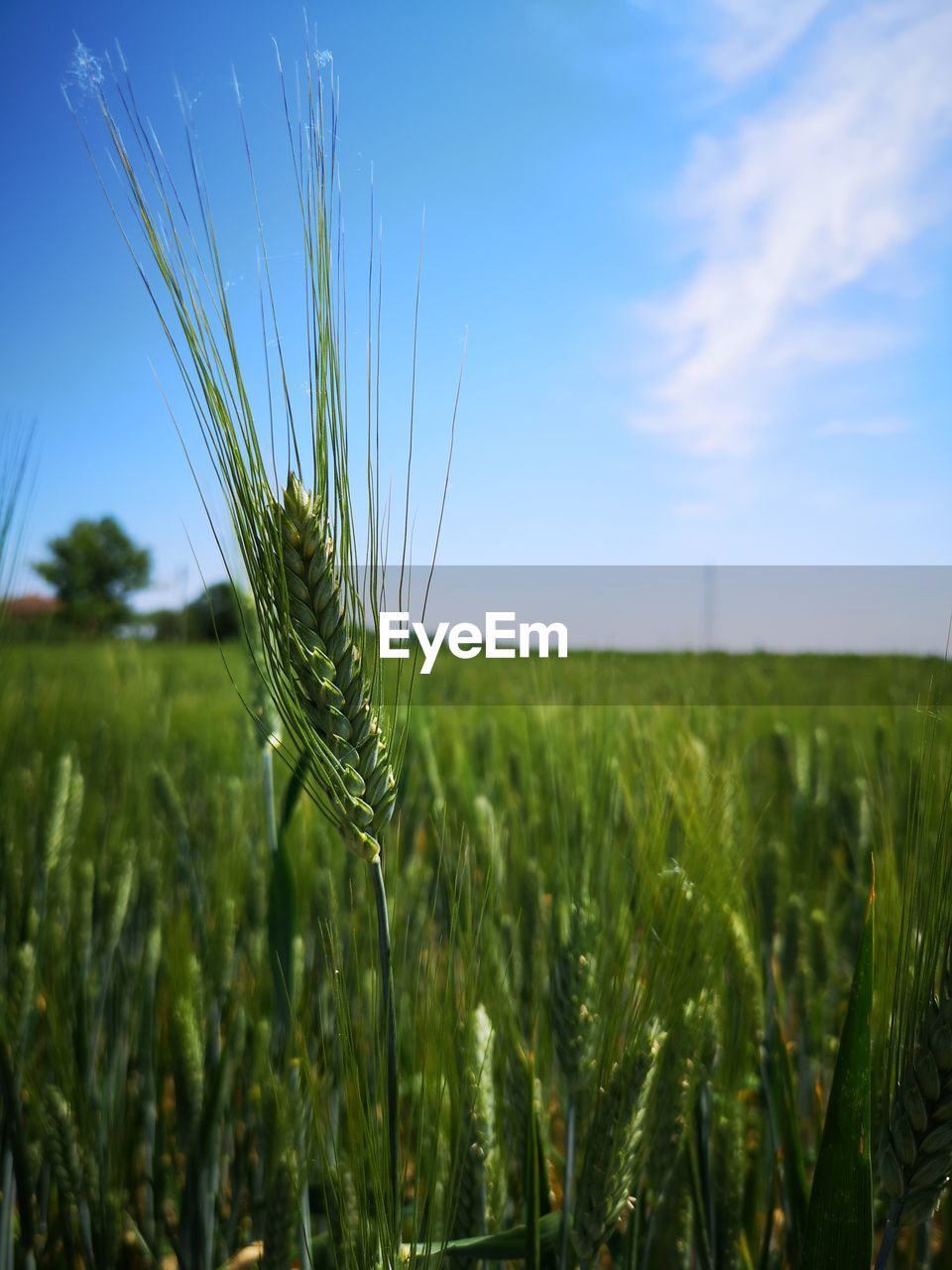 Wheat growing on field against sky