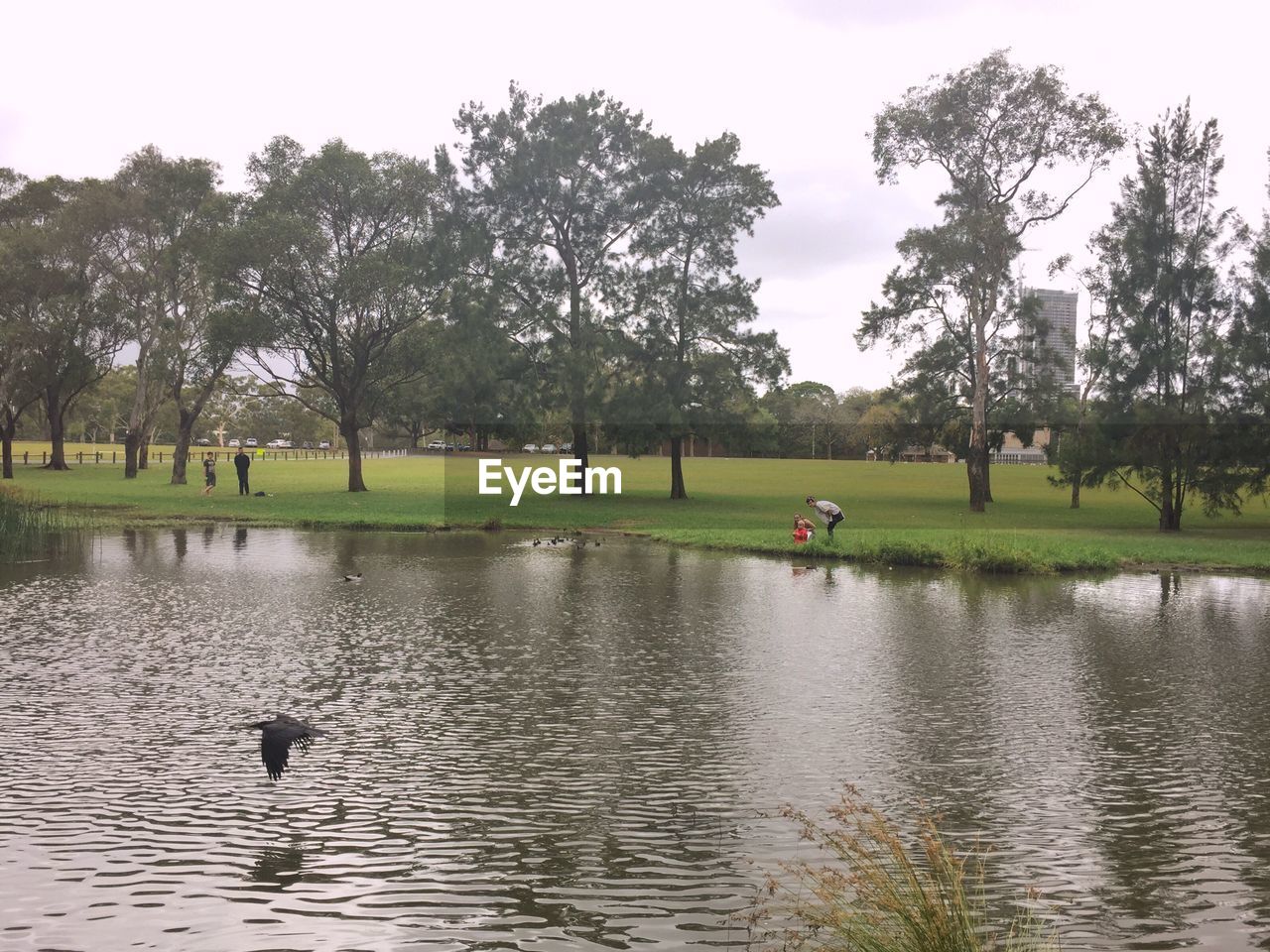 DUCKS IN LAKE AGAINST SKY