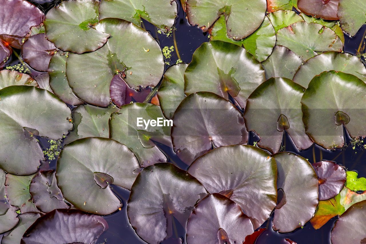 Full frame shot of lotus leaves floating on water