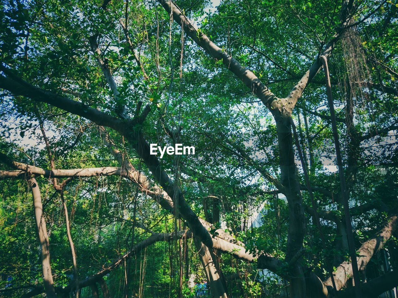 LOW ANGLE VIEW OF BAMBOO TREES