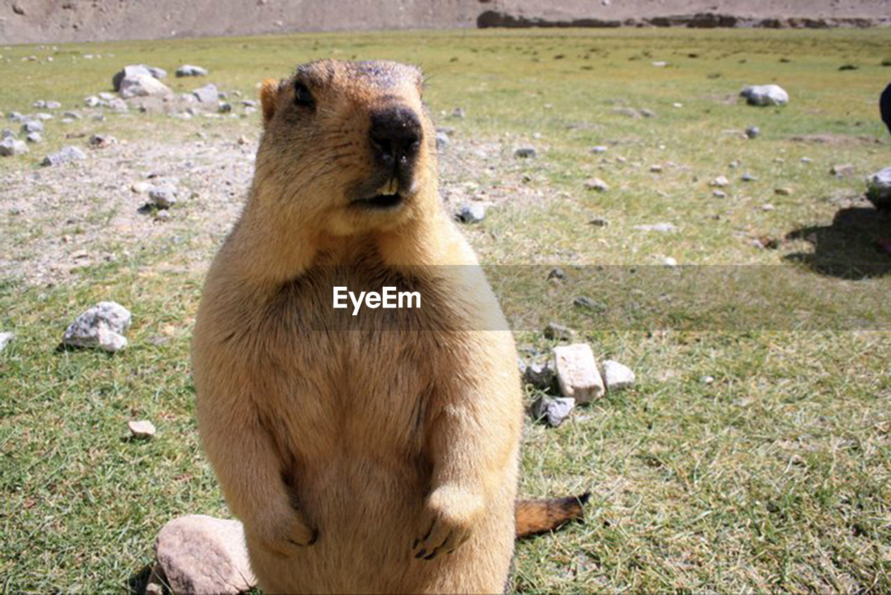 CLOSE-UP OF BEAR ON FIELD