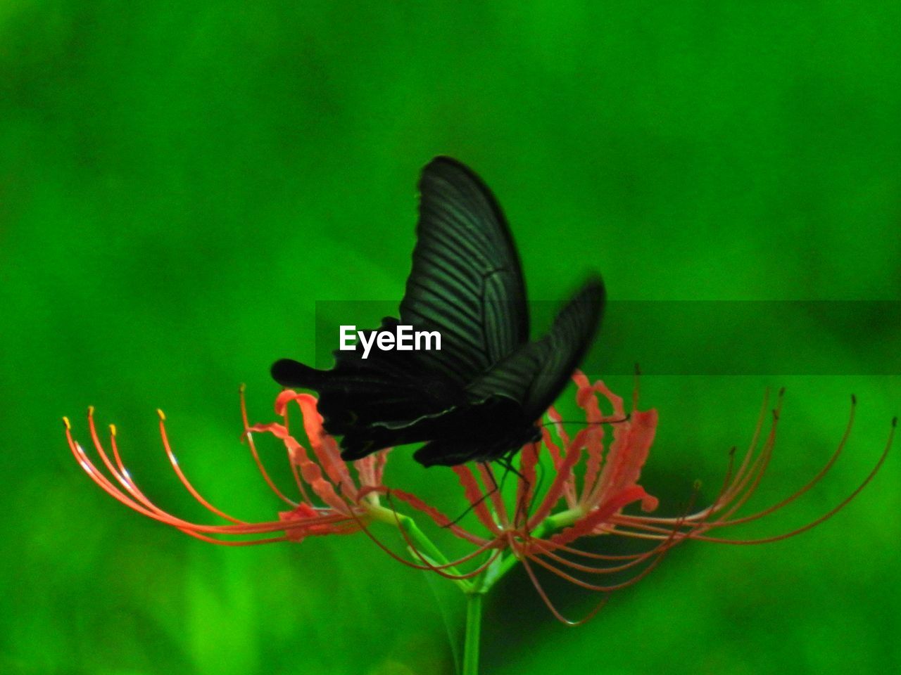 CLOSE-UP OF BUTTERFLY ON PLANT