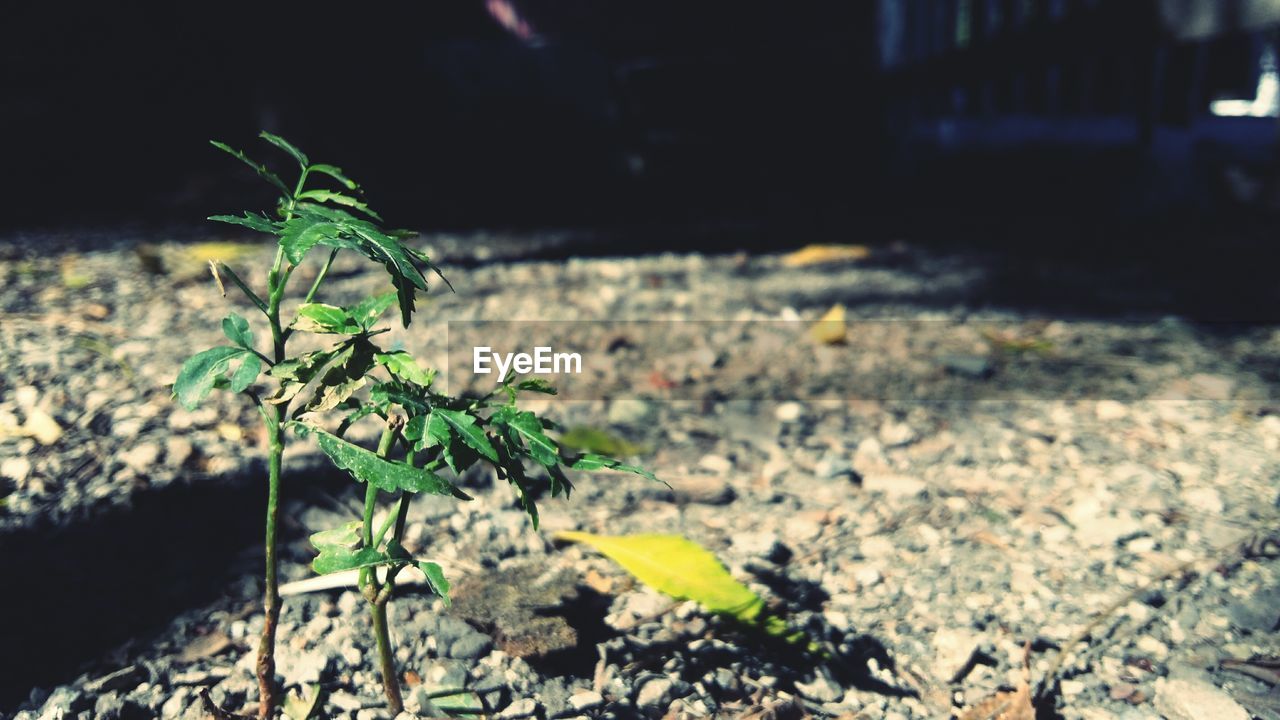 Close-up of plants