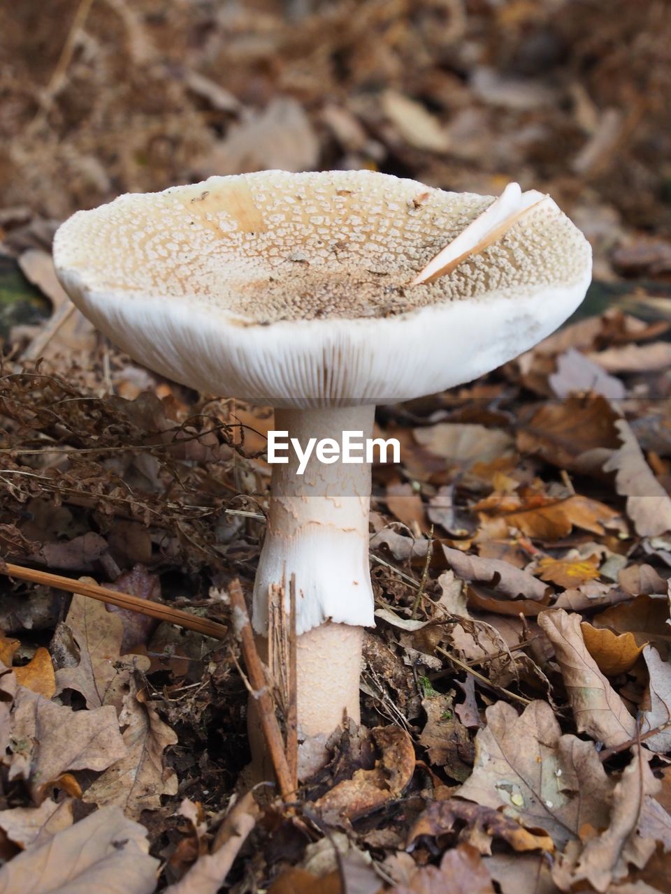 close-up of mushrooms growing on field