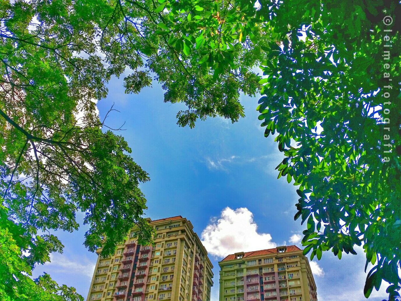 LOW ANGLE VIEW OF TREE AGAINST SKY