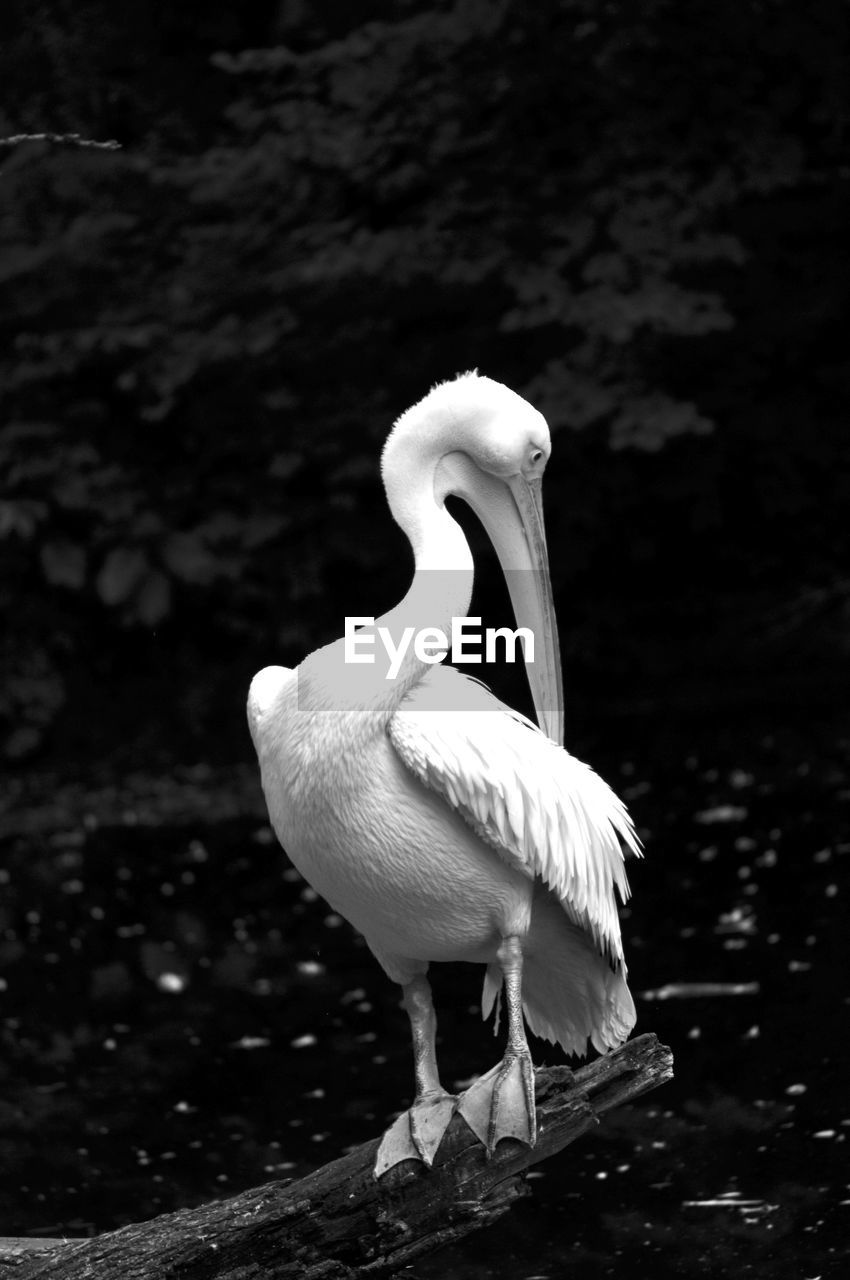 Close-up of pelican on lake