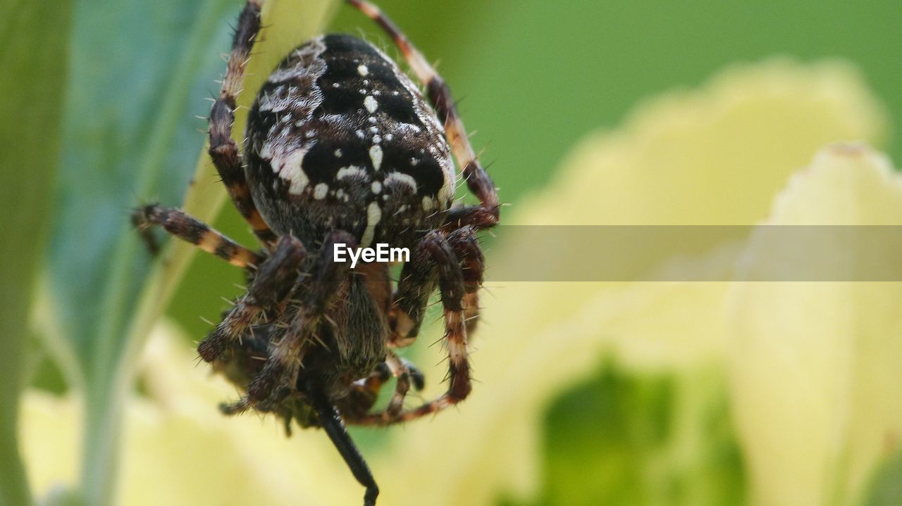 Close-up of spider on plant