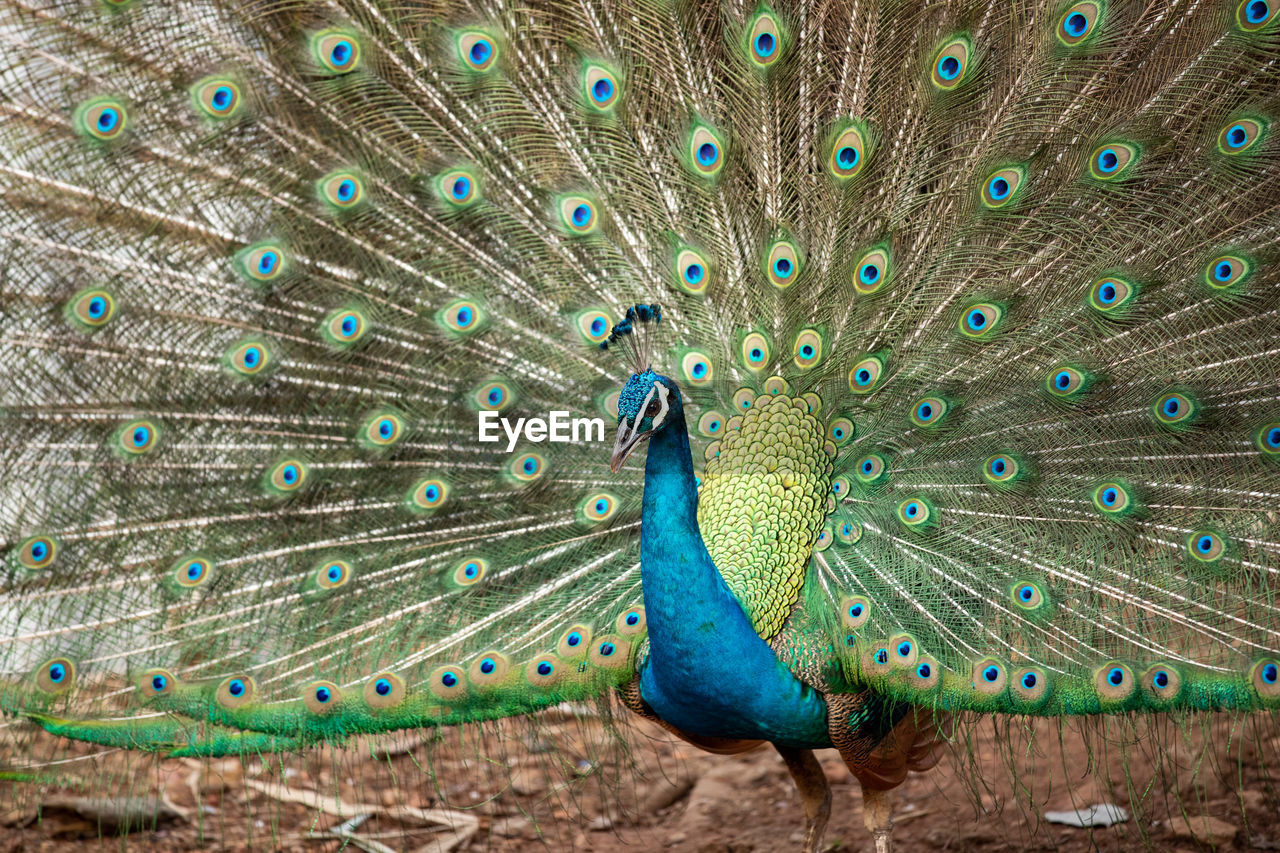 CLOSE-UP OF PEACOCK WITH FEATHERS ON THE BACKGROUND