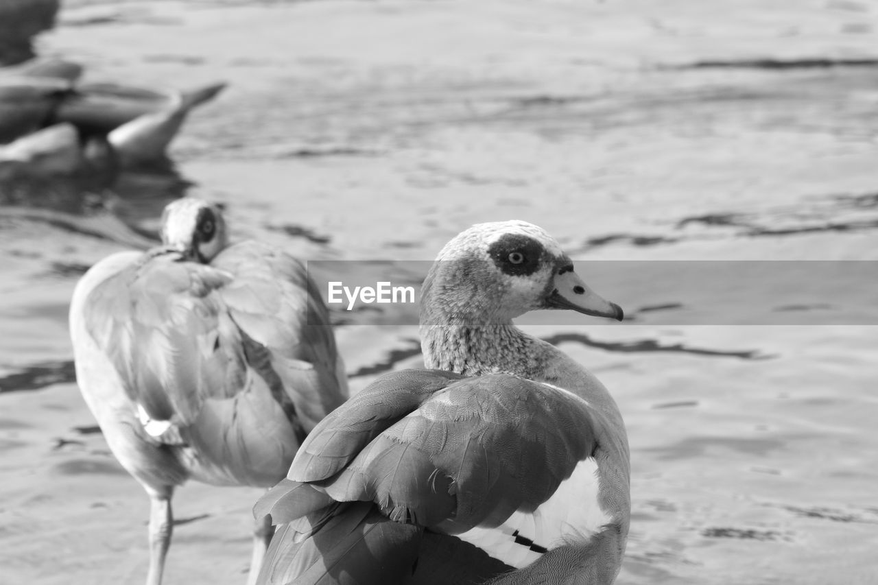 Close-up of birds on beach