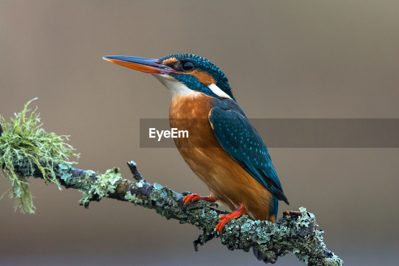 Close-up of bird perching on branch