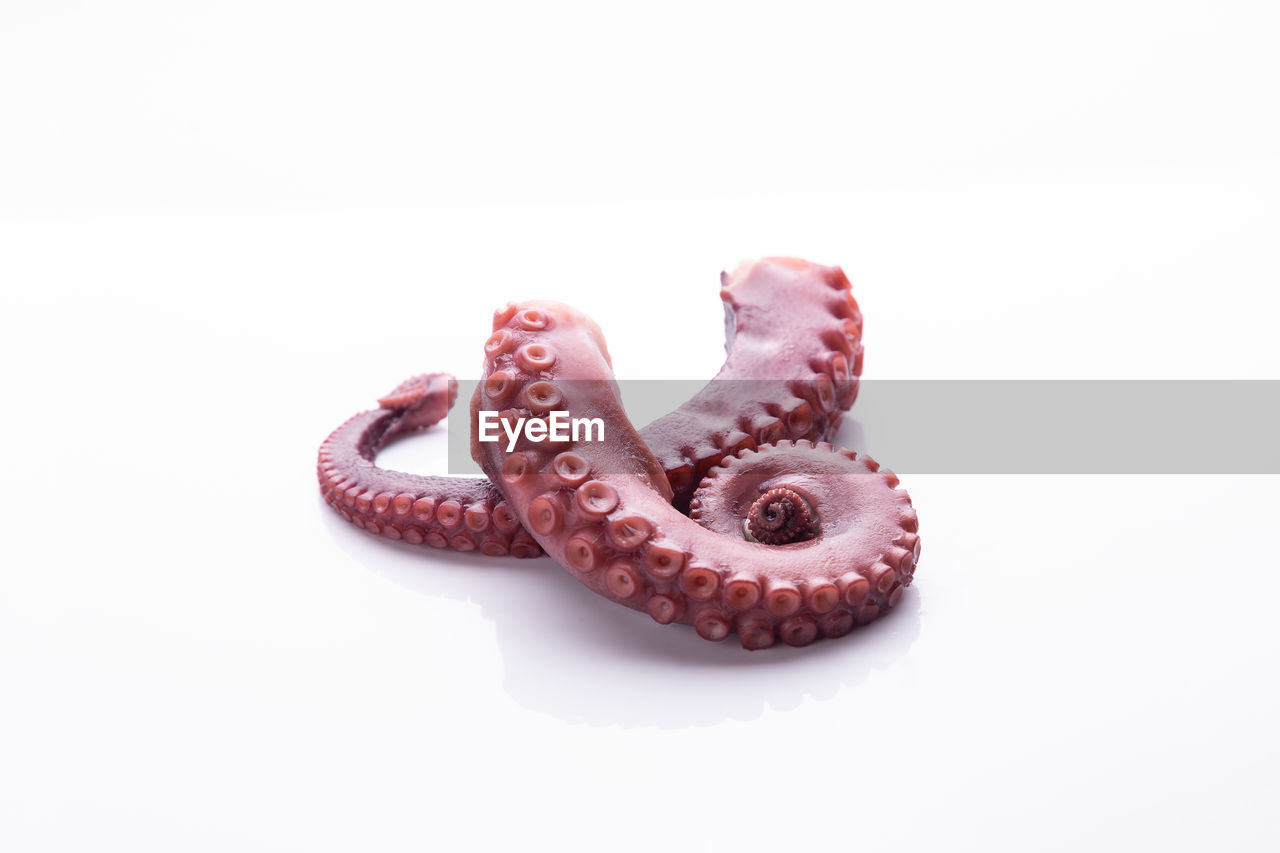 octopus, animal, cephalopod, animal themes, studio shot, marine invertebrates, white background, no people, tentacle, one animal, cut out, food, animal wildlife, indoors, pink, copy space, food and drink, close-up, wildlife, jewellery