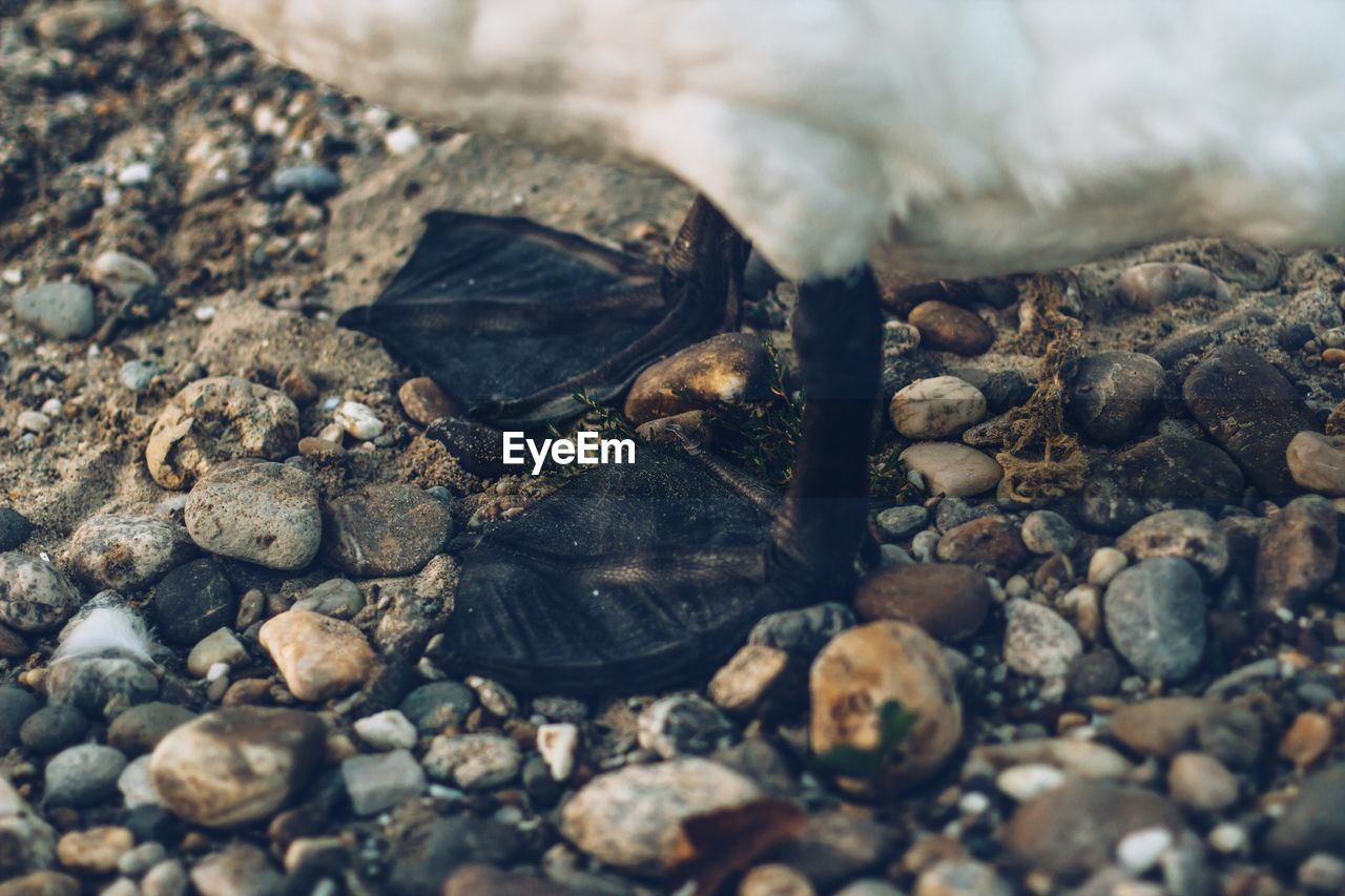 Close-up of swan on pebbles