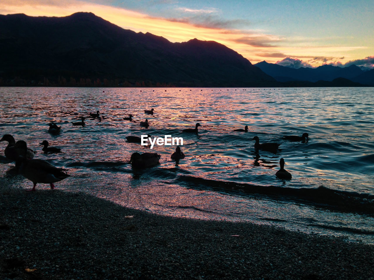 BIRDS IN LAKE AGAINST MOUNTAIN RANGE