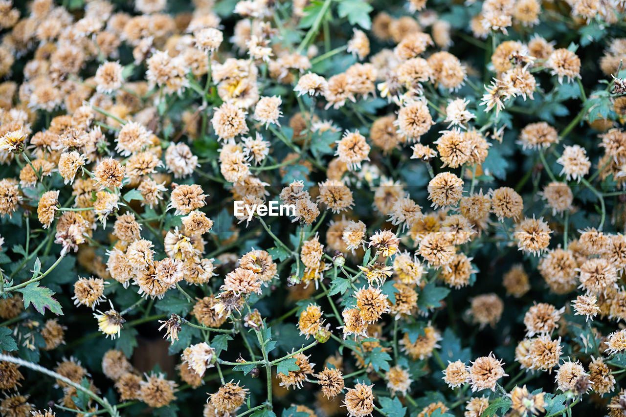 Small neutral flowers background.