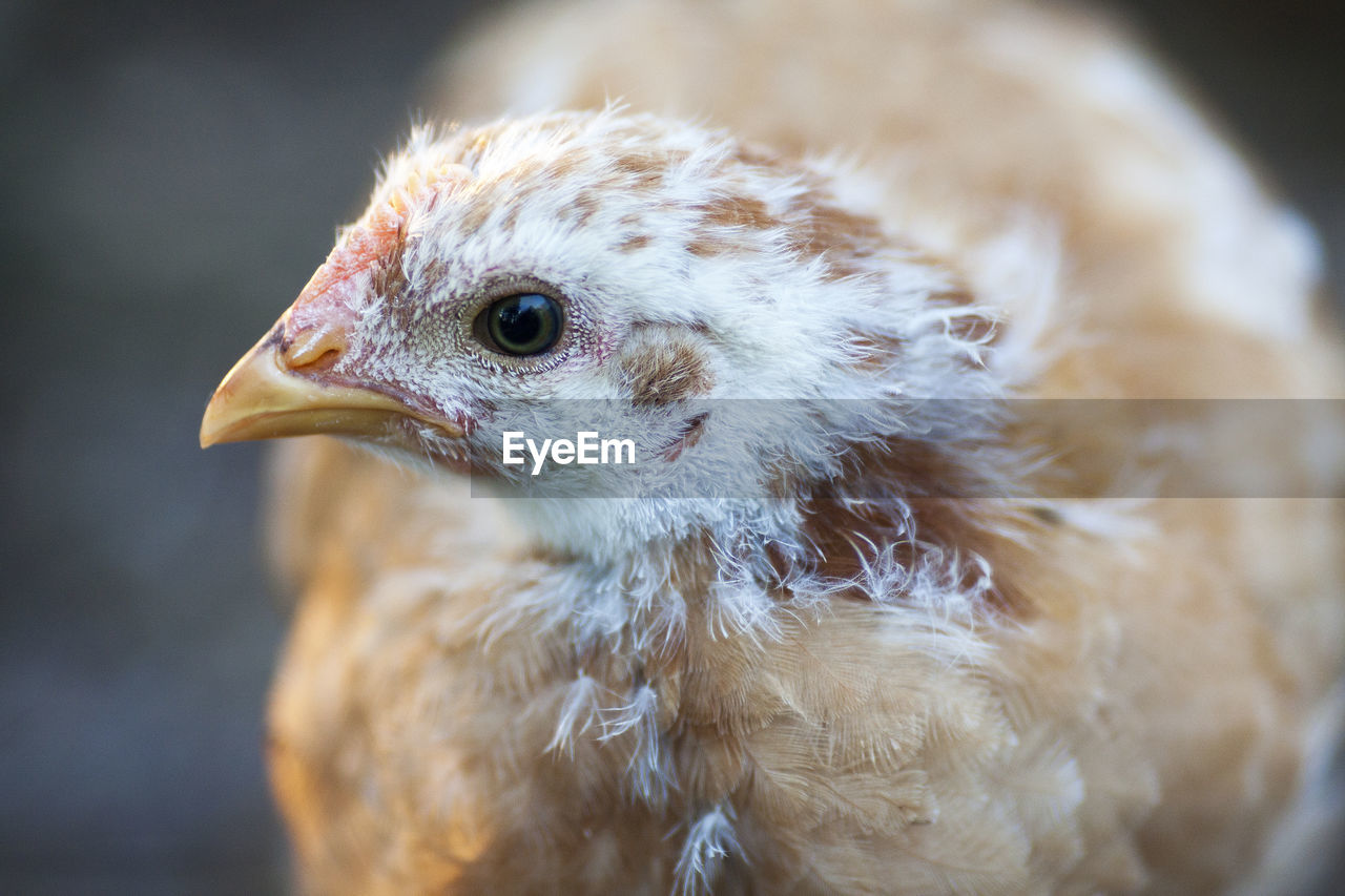 Close-up of hen looking away