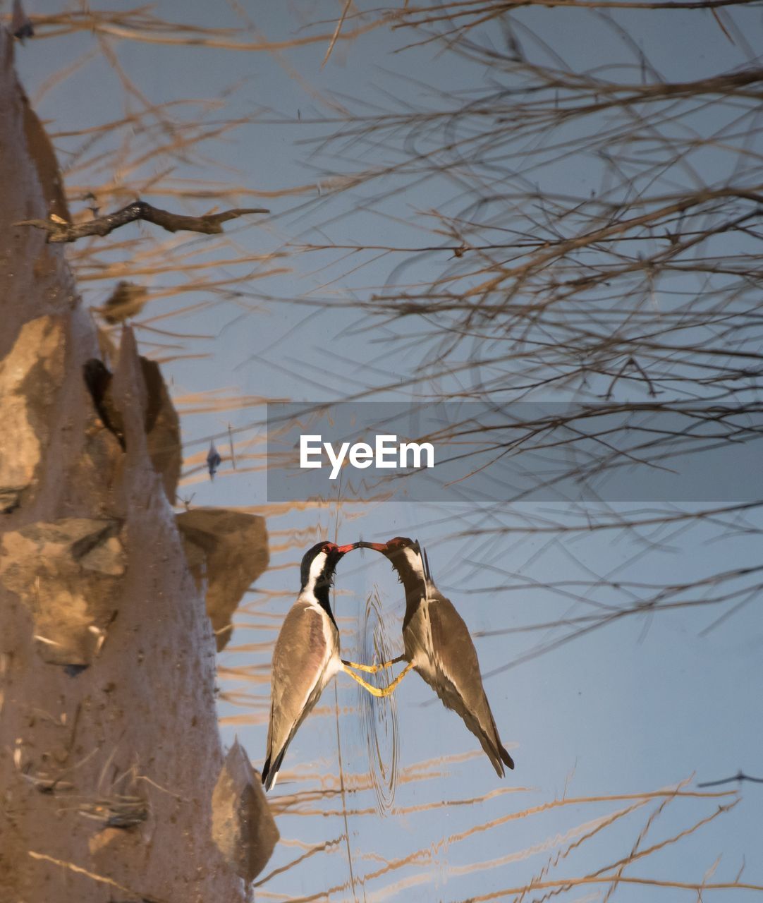 LOW ANGLE VIEW OF BIRDS ON THE LAKE