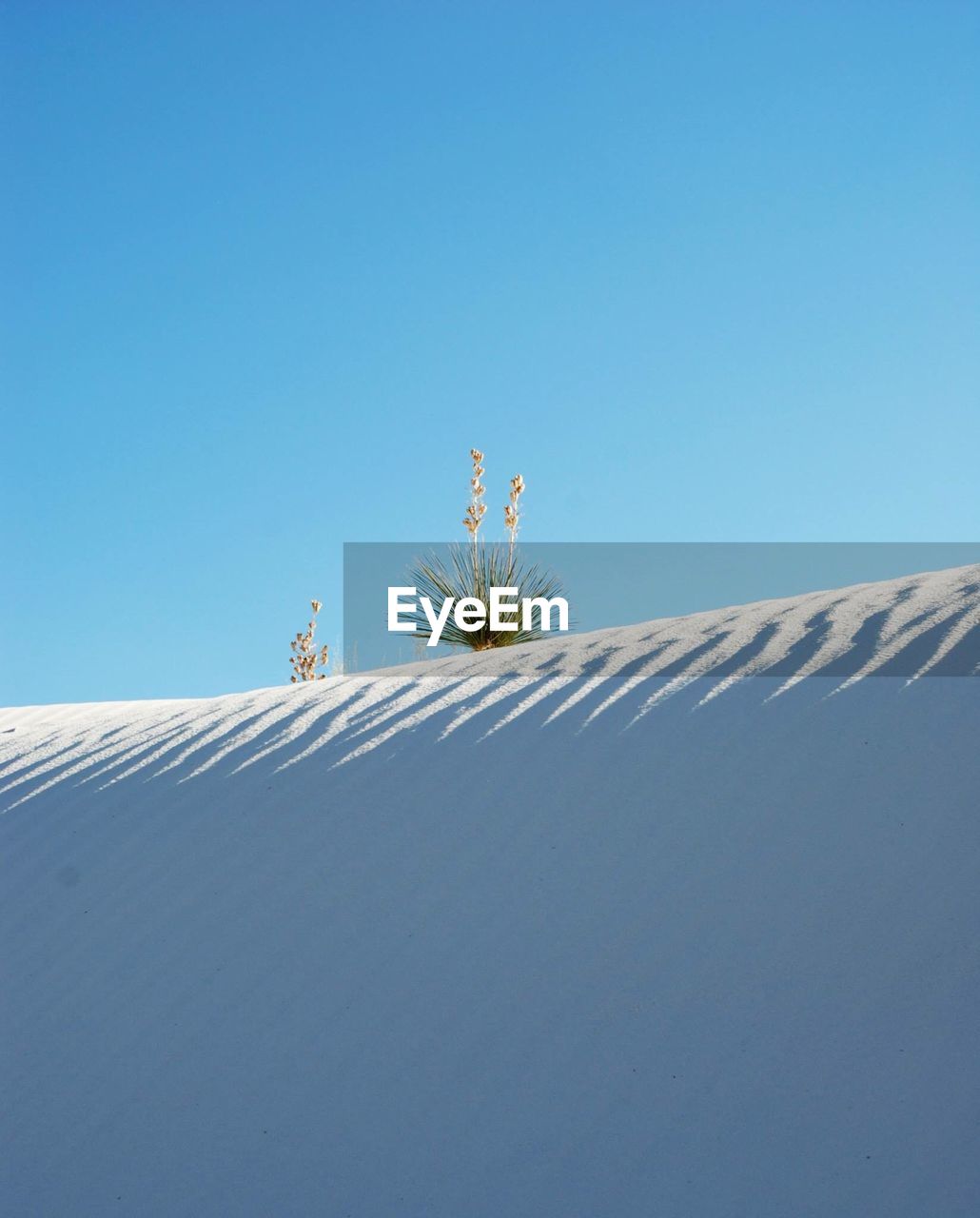 LOW ANGLE VIEW OF TREES AGAINST CLEAR SKY