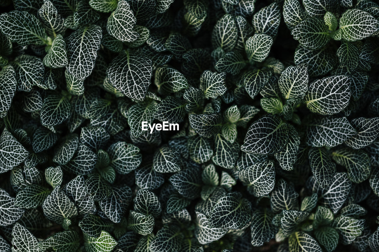 Full frame shot of plant leaves