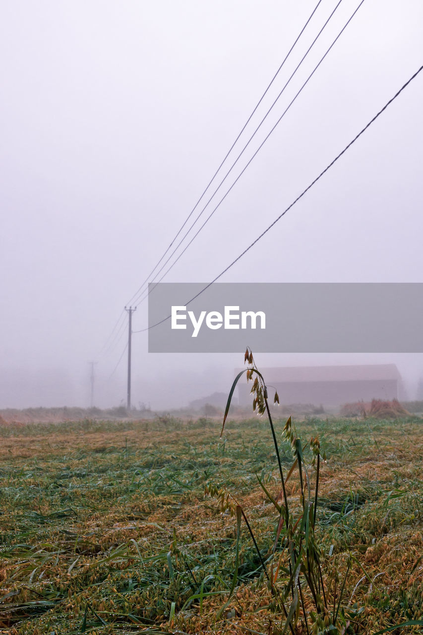 FIELD AGAINST SKY