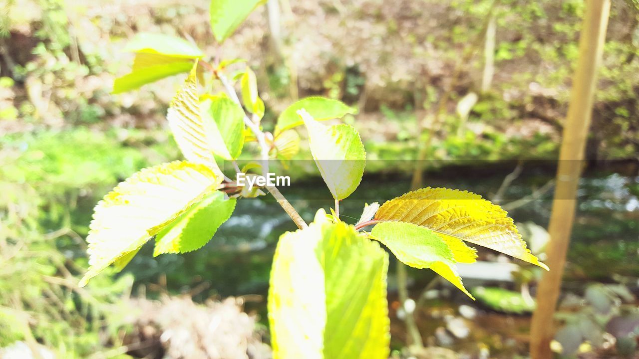 CLOSE-UP OF INSECT ON PLANT