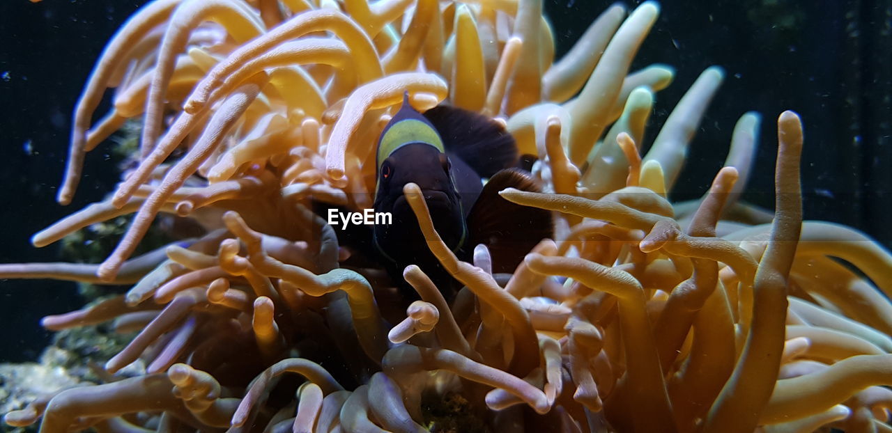 CLOSE-UP OF FISH SWIMMING UNDERWATER