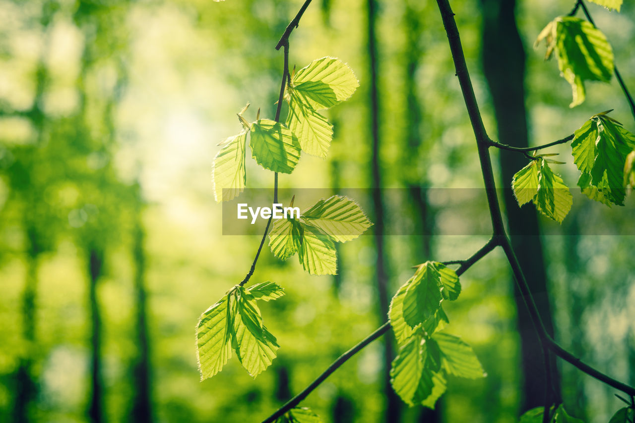 Close-up of leaves on branch in forest