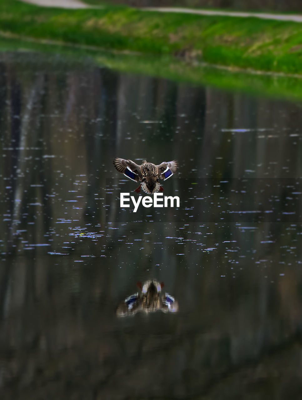 VIEW OF BIRD FLYING OVER LAKE