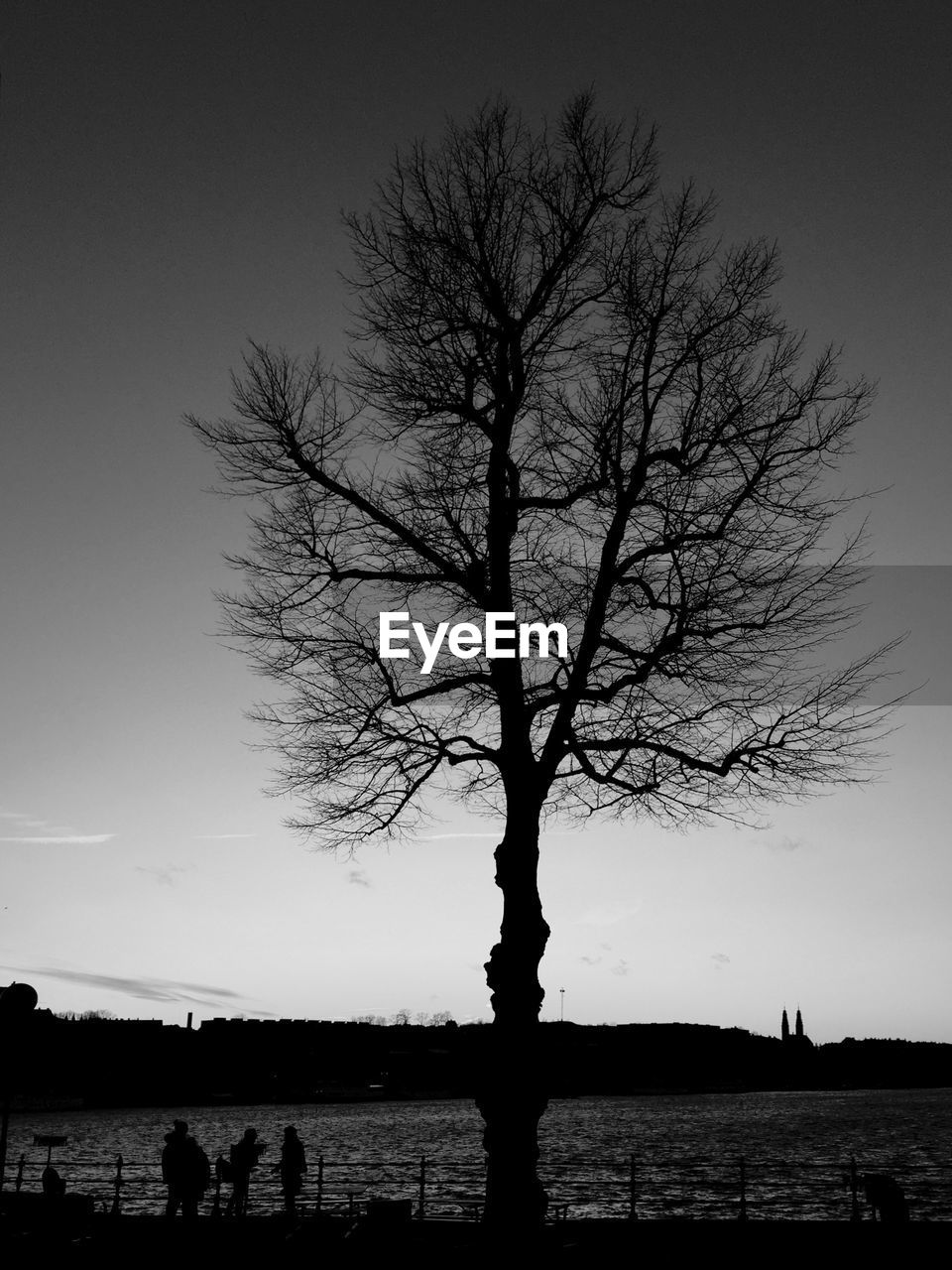 SILHOUETTE BARE TREE ON FIELD AGAINST SKY