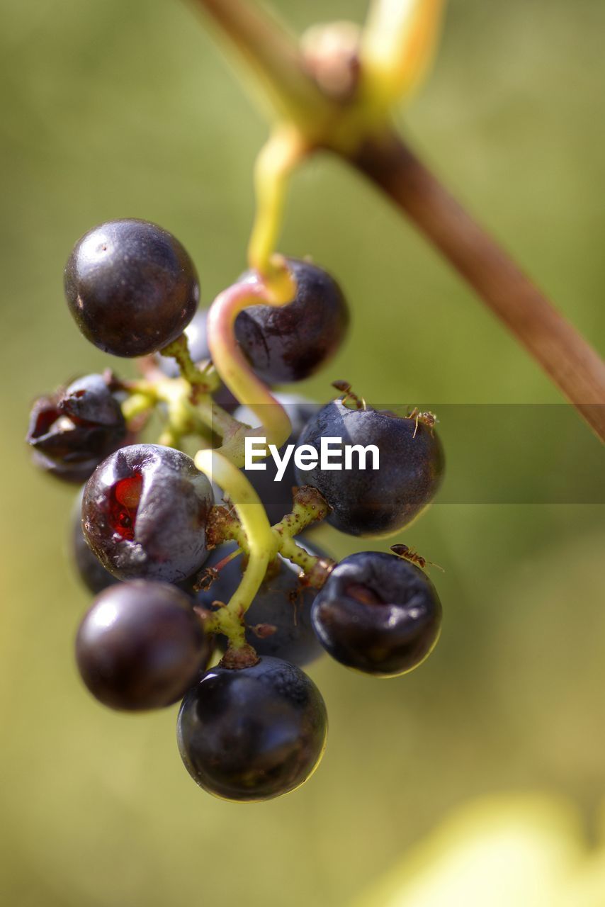 Close-up of fruits on tree