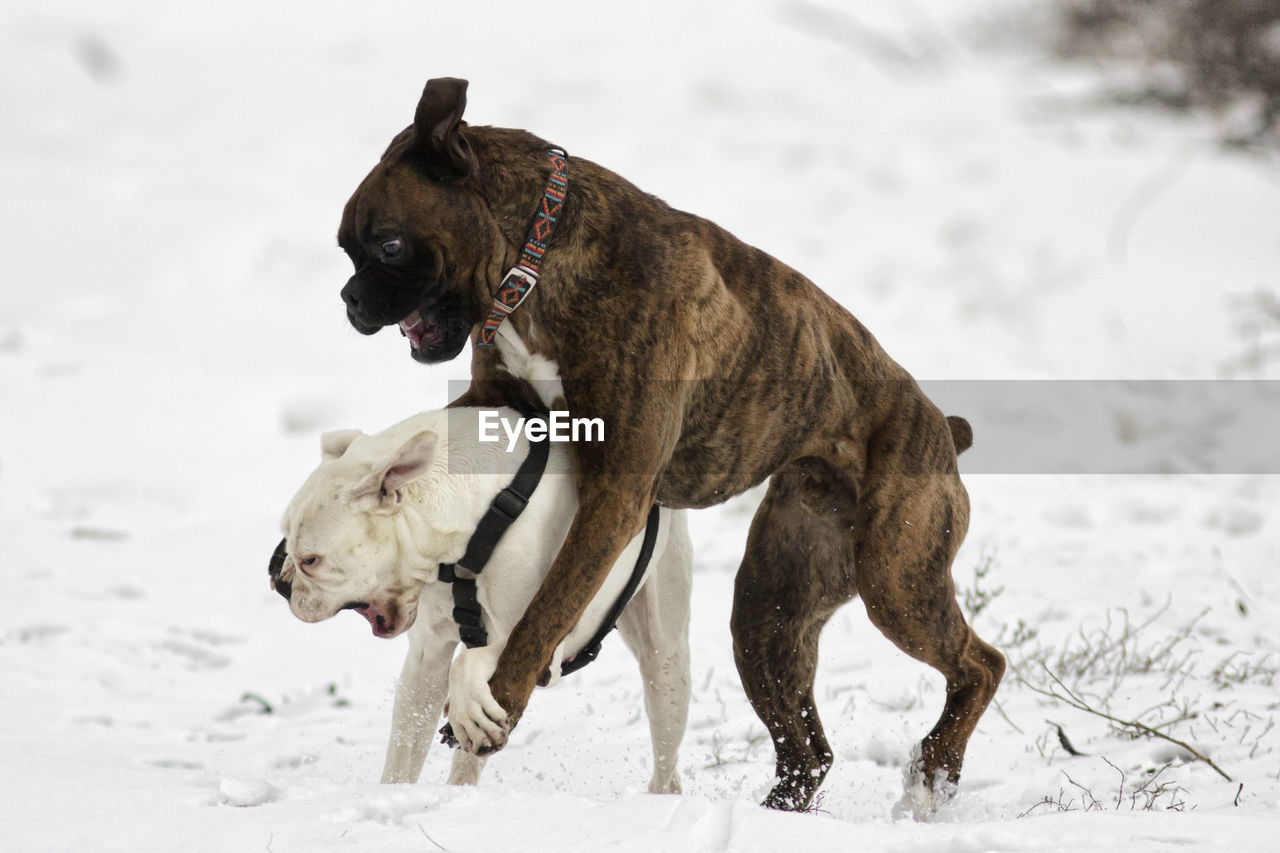 Close-up of playful boxer dogs on snow covered field