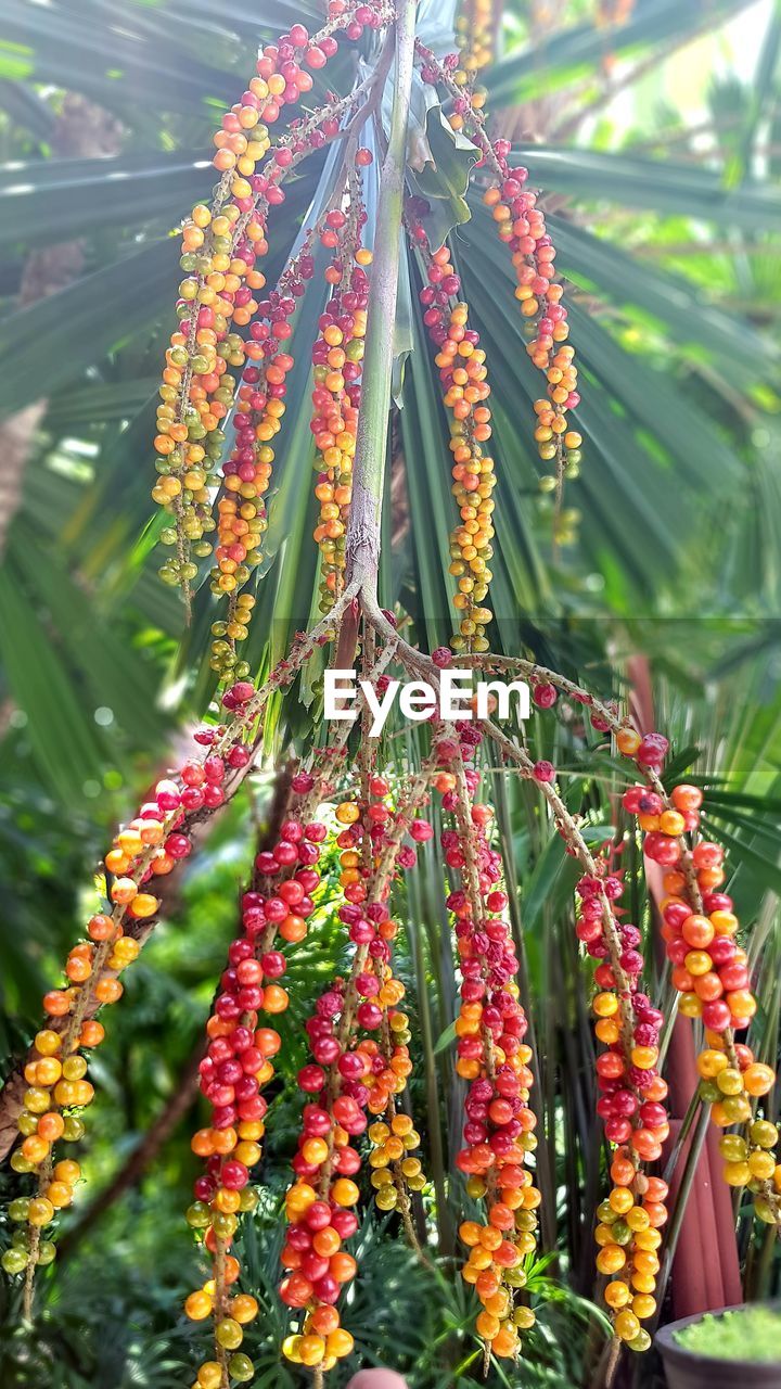 LOW ANGLE VIEW OF FLOWERING PLANTS HANGING FROM TREE