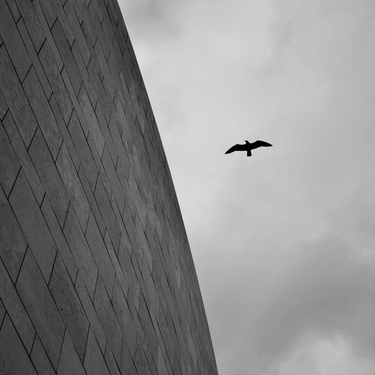 Low angle view of bird by wall against cloudy sky at dusk