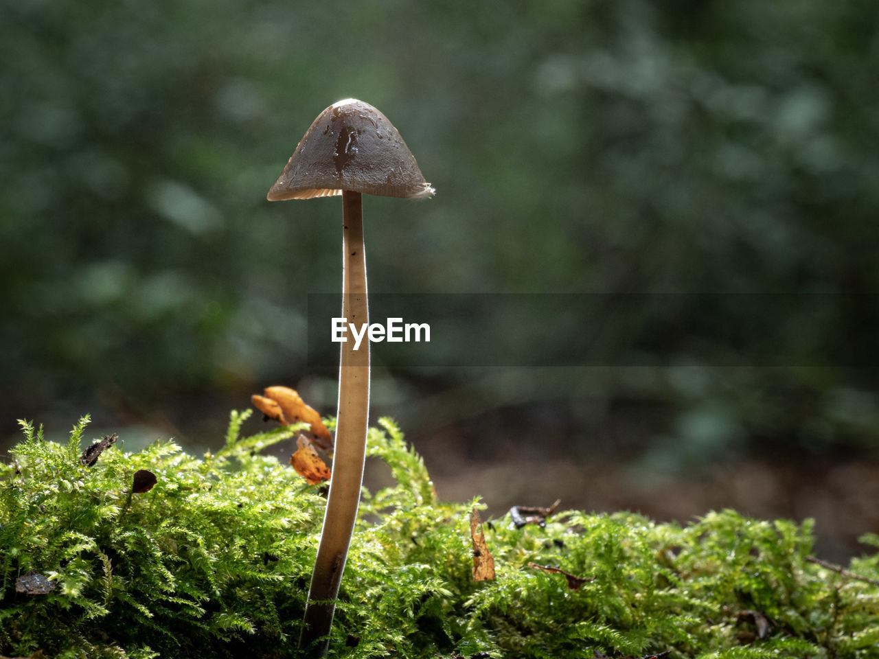 Close-up of mushroom growing on land