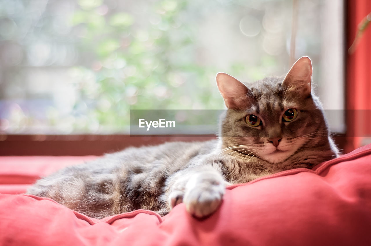 Tabby cat, sitting on red couch, in front of window, staring into camera