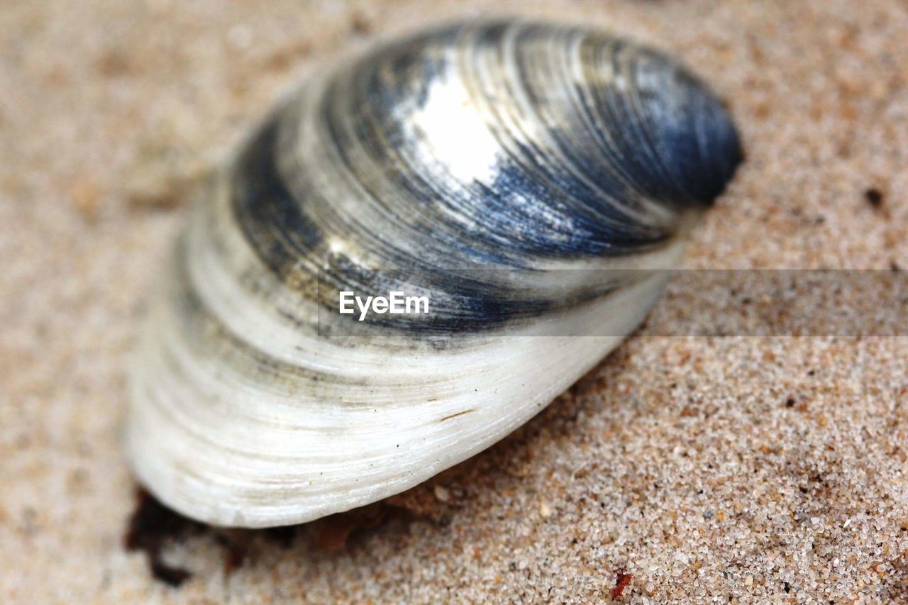 CLOSE-UP OF SNAIL SHELL ON SHELL
