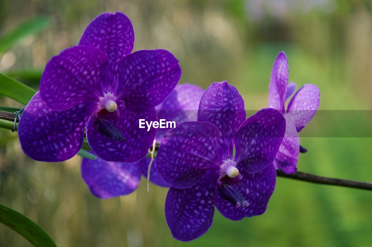 flower, plant, flowering plant, purple, beauty in nature, freshness, close-up, growth, nature, fragility, inflorescence, petal, flower head, orchid, focus on foreground, no people, macro photography, outdoors, day, botany, springtime, blossom, wildflower, selective focus