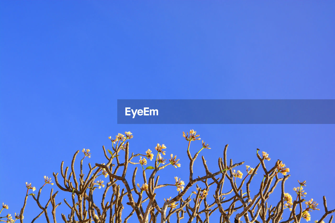 LOW ANGLE VIEW OF CHERRY BLOSSOMS AGAINST BLUE SKY