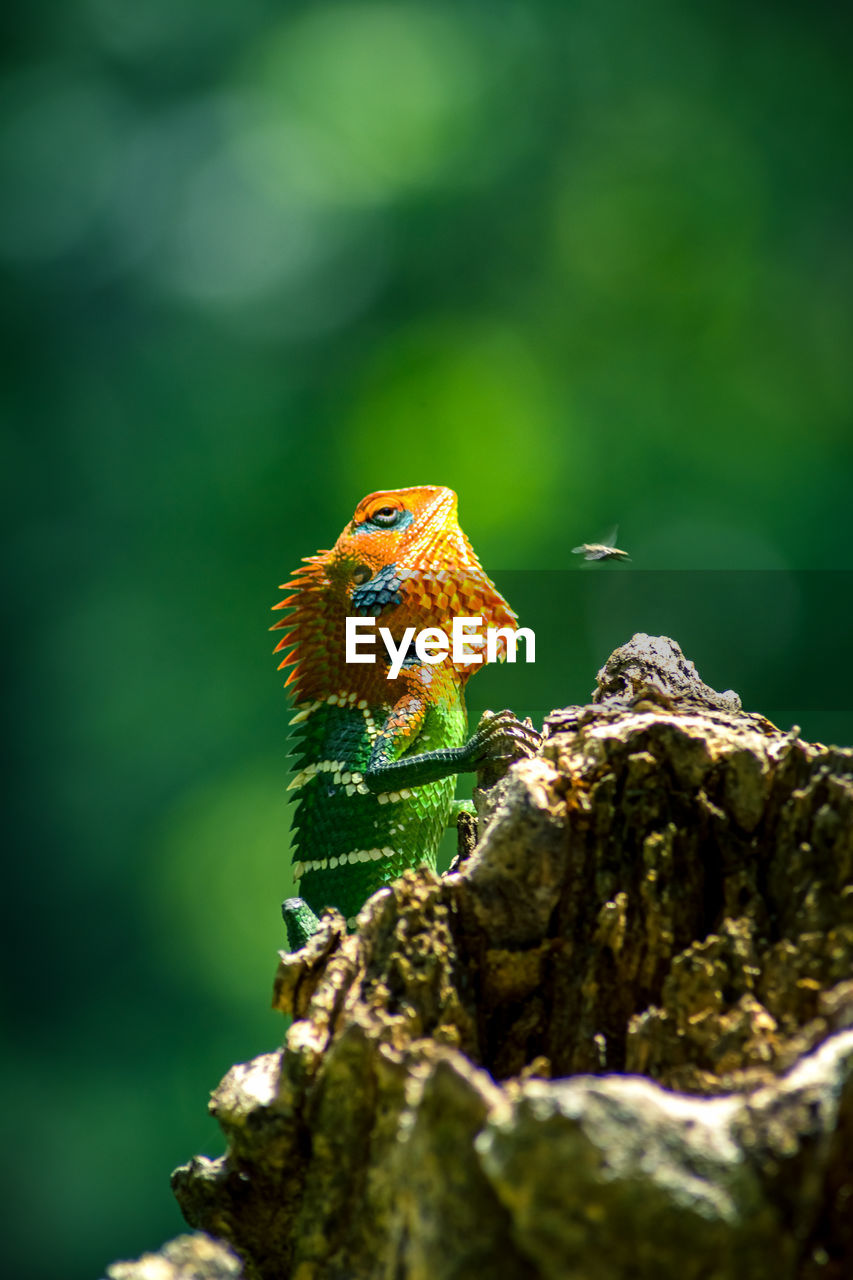 Close-up of an isolated red and green lizard on a tree. a fly near its head. beautiful green bokeh